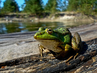 a green frog sits on a tree near the shore
