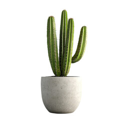 Majestic Cactus in a Stone Pot a symbol of resilience and serenity,