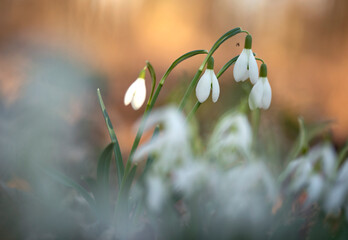 Wiosenne kwiaty, Przebiśniegi, wiosna 2025. © mycatherina