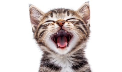 Adorable Tabby Kitten Yawning