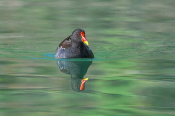 A common moorhen, Gallinula chloropus, with a red frontal shield and a red yellow bill, swimming in...