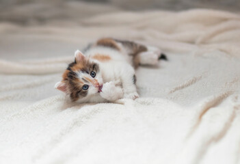 cute fluffy kitten lying on white blanket on floor and washing little paws