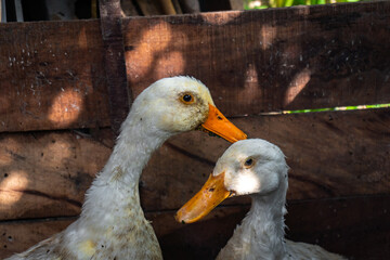 Two cute white ducks in a cage protecting each other.