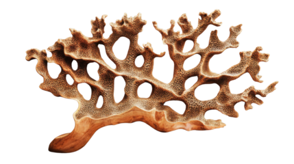 Dry coral branch showing intricate structure on transparent background