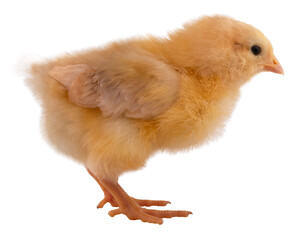 Young buff Orpington chicken chick isolated on a transparent png background