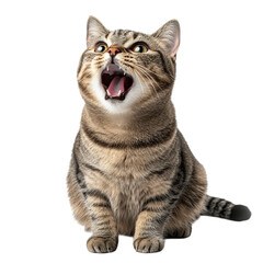 Obraz premium Tabby Cat Yowling Loudly Surprised Expression