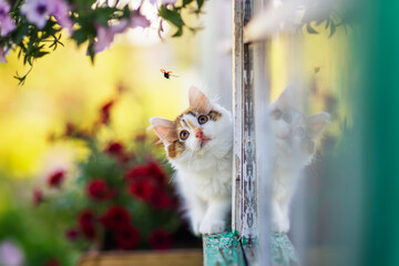 little cute curious kitten walking on the window ledge of a country house on a sunny summer day and...