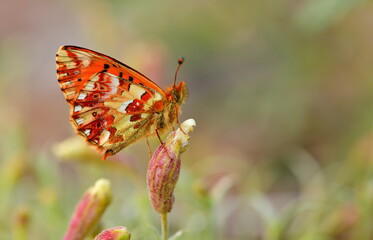  Boloria grecaea  1274