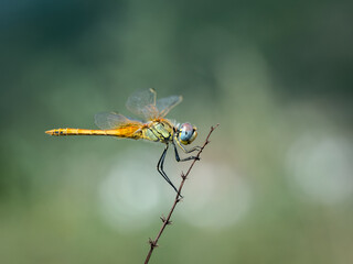 Sympetrum fonscolombii