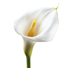 Stunning White Calla Lily Close-up . Transparent background PNG