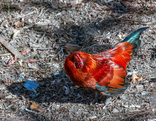 A beautiful rooster stands on the ground. The rooster is looking for food.