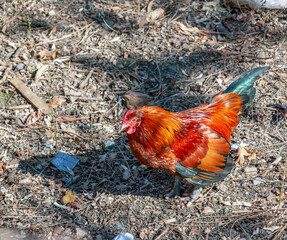 Colorful magnificent rooster. Rooster on a country road.