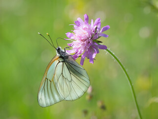 Aporia crataegi