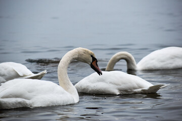 mute swans on the gray sea