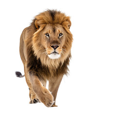 A beautiful  lion  a transparent  background