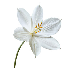 Stunning White Lily in Close-up . Transparent background PNG