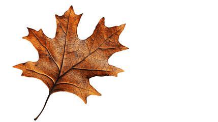 Fototapeta premium Dried orange leaf isolated on transparent background representing autumn season