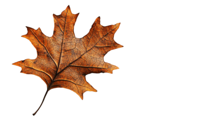 Dried orange leaf isolated on transparent background representing autumn season
