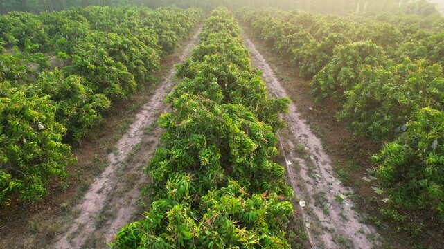 Mango orchards are bearing fruit in the early morning in Thailand.