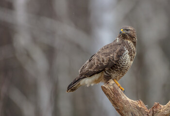 Common Buzzard in winter at a wet forest