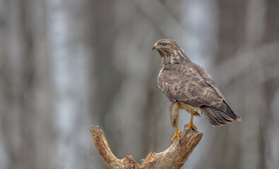 Common Buzzard in winter at a wet forest