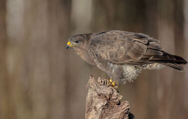 Common Buzzard in winter at a wet forest