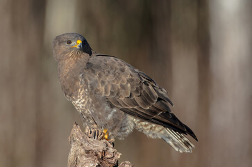 Common Buzzard in winter at a wet forest