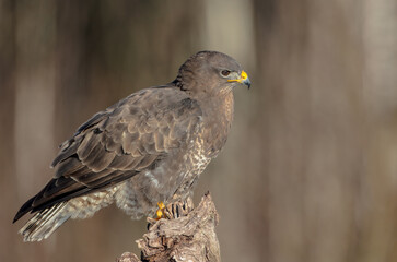 Common Buzzard in winter at a wet forest