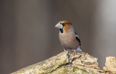 The hawfinch - male in winter at a wet forest