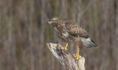 Common Buzzard in winter at a wet forest