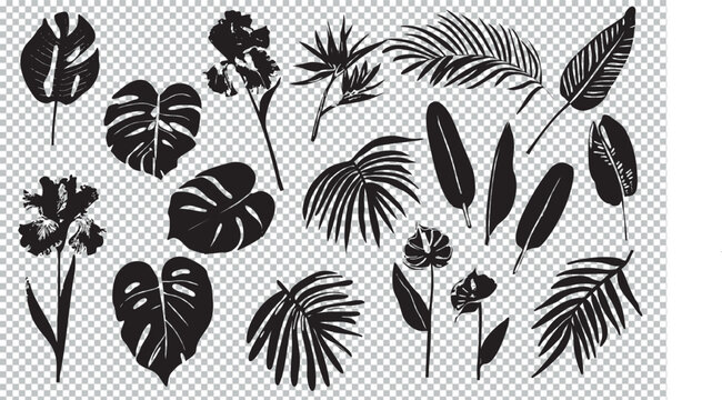 Ensemble fleurs et feuilles tropicales vecteur noir plante nature