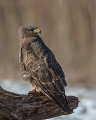 Common Buzzard in winter at a wet forest