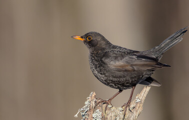 Common blackbird - adult male in winter at a wet forest