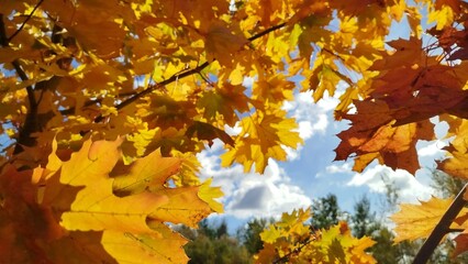 golden autumn landscape. orange leaves on blue background