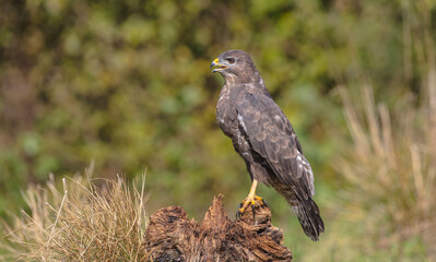 Common Buzzard in autumn at a wet forest