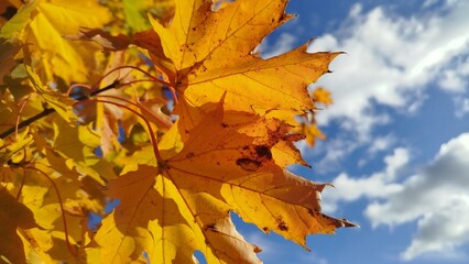 golden autumn landscape. orange leaves on blue background