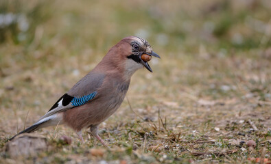 Eurasian Jay - in winter at the wet forest