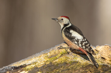 Middle Spotted Woodpecker - in the wet forest in winter
