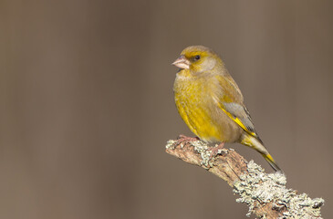 European Greenfinch   in winter at a wetland
