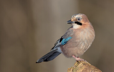 Eurasian Jay - in winter at the wet forest