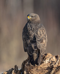 Common Buzzard in winter at a wet forest