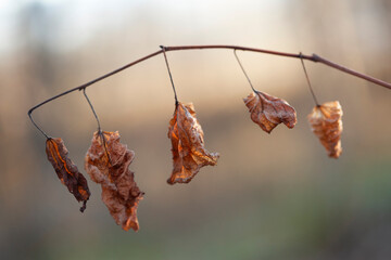 Jesienne, suche liście.  © mycatherina