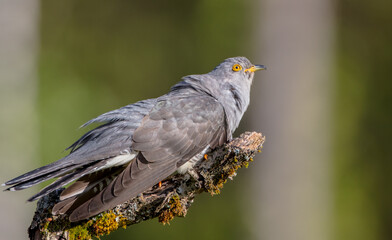 Common cuckoo - in spring at a wet forest