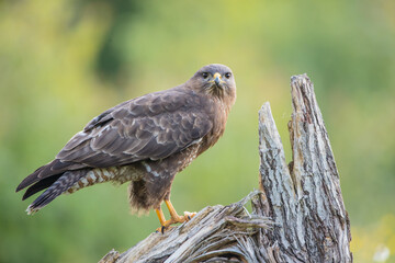 Common Buzzard in spring at a wet forest