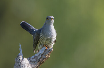 Common cuckoo - in spring at a wet forest