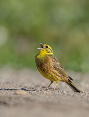 Yellowhammer  - male in summer