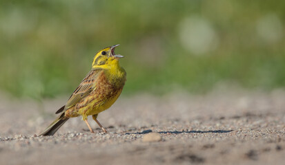 Yellowhammer  - male in summer