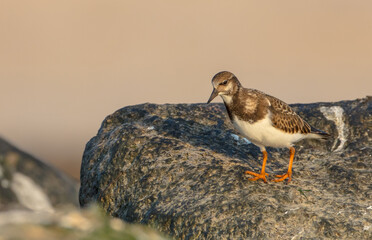 Ruddy Turnstone -  at the sea shore on autumn migration way