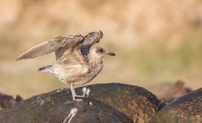 Herring Gull - juvenile bird at the seashore in autumn