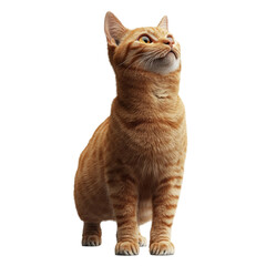 Obraz premium Adorable ginger cat looking up curiously playful and sweet